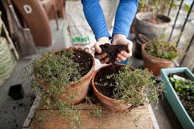 Setting Up Your Edible Container Garden