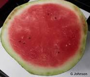 What is watermelon rind necrosis?