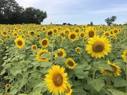 9 Beautiful Sunflower Fields Near Chicago