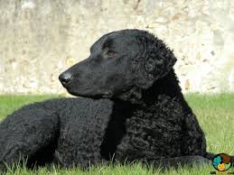 The typical golden retriever price range. Curly Coated Retriever Dog Breed Ukpets