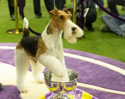 This marks the fifth time a standard poodle took the. Westminster Dog Show Winners Photos Of The Winners Throughout The Years