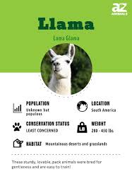llama facts lama glama az