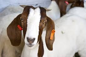 clostridia in goats