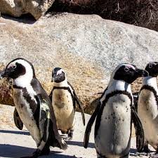 What sound does a space turkey make? Boulders Beach Penguin Sanctuary Cape Town South Africa Atlas Obscura