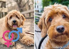 33 best goldendoodle gifts for both