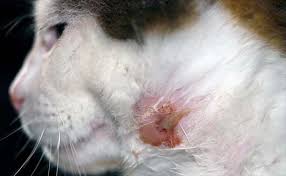 Learn about the types and when to get them checked by your vet. Lumps And Bumps On Cats Cat World