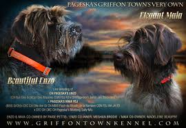wirehaired pointing griffon breeders