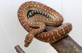 bredl s carpet python reptiles