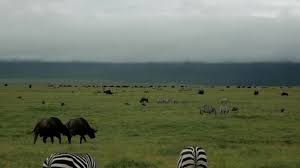 Mountain zebras are found in the region of namibia and angola. Zebras Many Other Animals Live Serengeti National Park Tanzania Video By C Dppaul92 Stock Footage 375710216