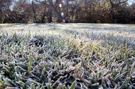 Grass Cutting Mistake In Cold Weather