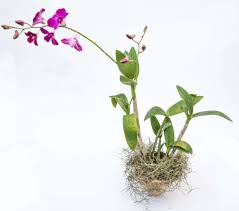 É claro que para mantermos as plantas bonitas e saudáveis é preciso alguns cuidados especiais, principalmente com relação à luminosidade, . 7 Tipos De Vaso Para Usar Em Orquideas Orquidario Bahia