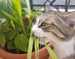 stop cats from eating plants