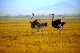 How Fast Can An Ostrich Run? Discover the Science Here!