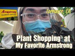 Houseplants Armstrong Torrance Ca
