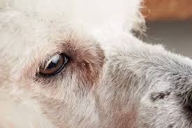 conjunctivitis pink eye in dogs