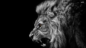 angry lion wallpapers wallpaper cave