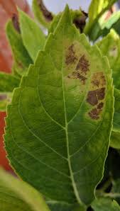 Almost all the leaves are curled. Common Problems With Hydrangea Leaves Plant Addicts