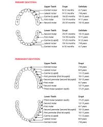 Appendices Bright Futures Oral Health Pocket Guide