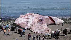 160 foot giant squid hoax how big do