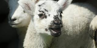 what-does-sheep-baa-mean