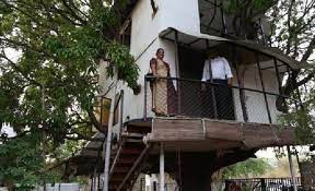 राजस्थानी शख्स ने 88 साल पुराने पेड़ पर बनाया 4 मंजिला हाईटेक घर, अंदर की  तस्वीरें देख कहेंगे गजब कमाल | rajasthan World Environment Day special  story engineer kp singh ...