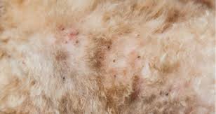 brown black specks on my dog fleas