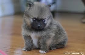 The result is a small dog with the face, ears and stature of a pomeranian and the long, flowing coat of a maltese. Introducing A New Pomeranian Puppy Into Your Home