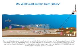 This sea cascade occurs gradually. Bottom Trawling Oceana Usa
