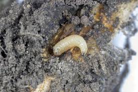 how to control root maggots in the garden