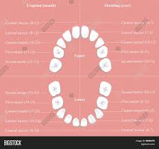 Children Dental Chart Image Photo Free Trial Bigstock