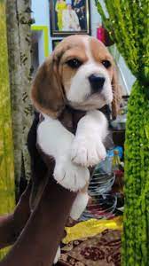 beagle puppies in bangalore