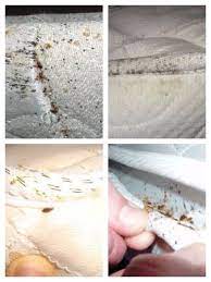 bed bug travel protection tips for