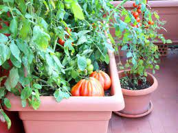 Ideas To Maintain Your Kitchen Garden