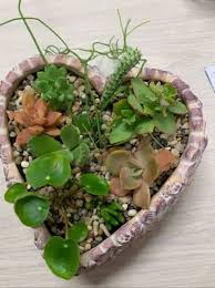 succulent arrangements plants