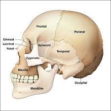 The auditory ossicles (malleus, incus, and stapes) of each ear are also bones in the head separate from the skull. Bone Structure Of The Face An Overview Of Dental Anatomy Continuing Education Course Dentalcare Com