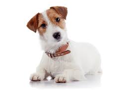 Reserved puppies will be moved to the reserved males page. Jack Russell Terrier Puppies For Sale In Ontario Adoptapet Com