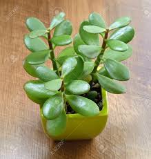 Image result for free small jade plant stock photos