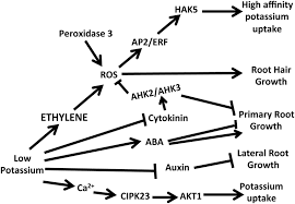 calcium responses in arabidopsis