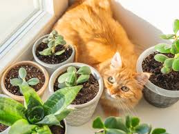 Plants Pets What Plants Are Safe For