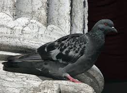Pigeon Control Bird Barrier