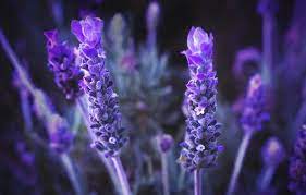 Selain itu, bunga ini sebagian besar juga dimanfaatkan sebagai parfum dengan aroma ekstrak bunga melati. 7 Tanaman Dengan Aroma Paling Memikat Dan Harum Tanam Di Rumah Yuk
