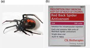 redback spider and an exle of the