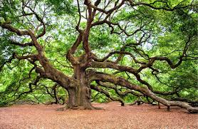 oak trees 10 things you didn t know