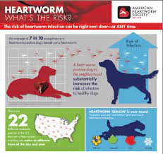 heartworm flea and tick prevention in