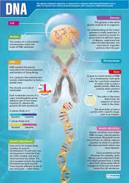 Dna Poster Gcse Science Science Biology Biology