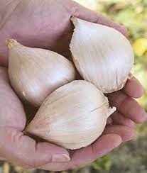 When half of the leaves have died, loosen the soil around the bulb with a trowel. Elephant Garlic Seeds And Plants Vegetable Gardening At Burpee Com