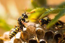 wasp control for you and your horse