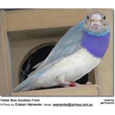 the gouldian finches information