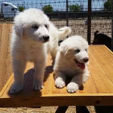Our dogs are a part of our household and dwell inside our residence. Great Pyrenees Puppies For Sale In San Diego California Classified Americanlisted Com