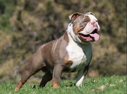 Quality french & english bulldog puppies from better bloodlines are much more valuable & also easier to find great homes for. Olde English Bulldogge Chocolate Tri English Bulldog Puppies Olde English Bulldogge English Bulldog